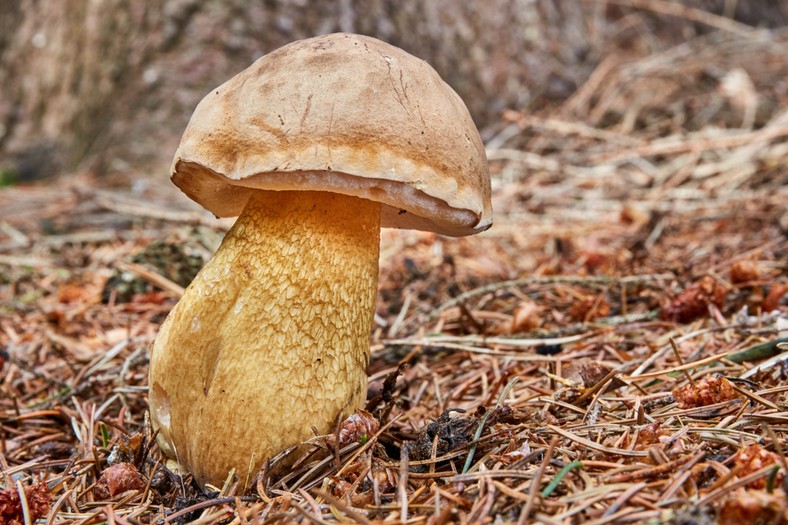 Goryczak żółciowy (Tylopilus felleus)