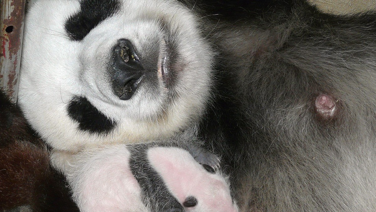 THAILAND PANDA