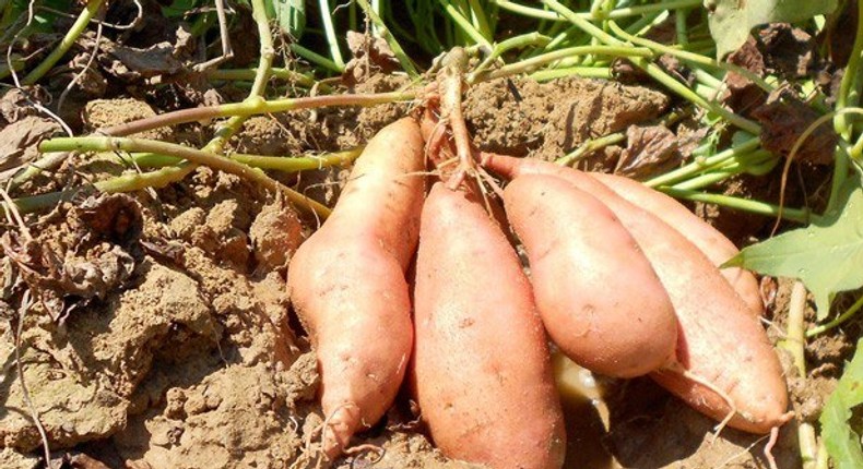 ___8420439___2018___5___25___12___sweet-potato-farming-in-kenya