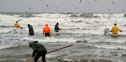 Szał połowów bursztynu nad Bałtykiem!