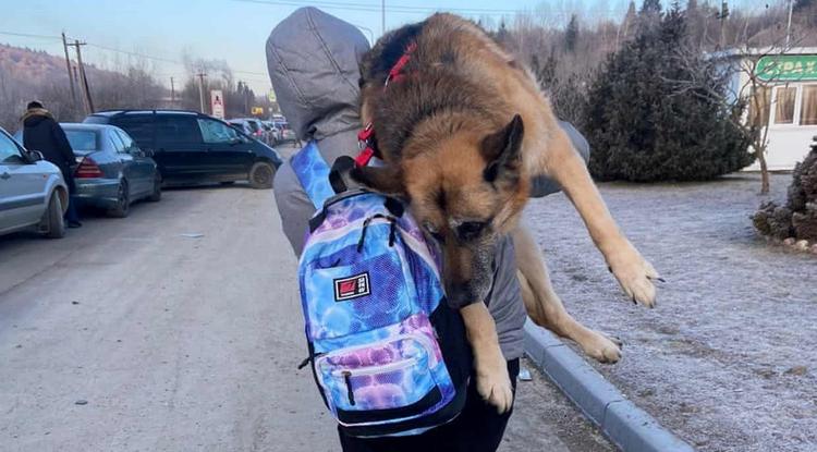 Tizenöt kilométeren keresztül cipelte kutyáját egy ukrán nő menekülés közben
