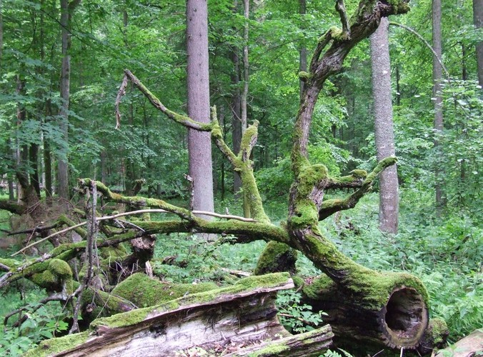 Uroki Puszczy Białowieskiej © www.tydecydujesz.org Fot. Jacek Winiarski