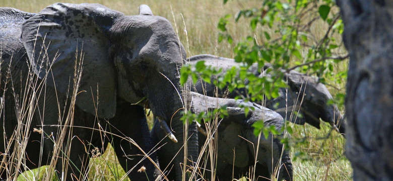 Prezydent Botswany zapowiada ograniczenie polowań na słonie. Ale krytyków to nie przekonuje