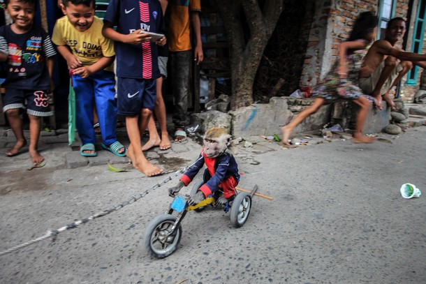 The Masked Monkeys Of Indonesia