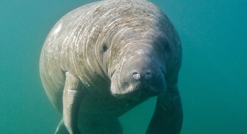 A manatee.Enrique Aguirre Aves