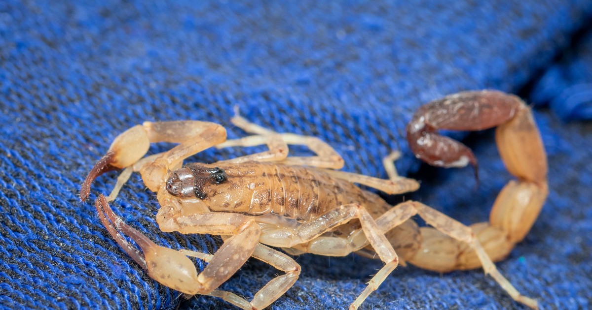 Skorpion ukrył się w kurtce turystki. Gdy wróciła do domu, zaatakował