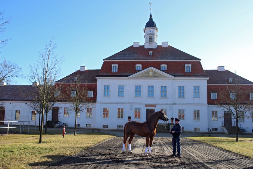 Stadnina w Neustadt