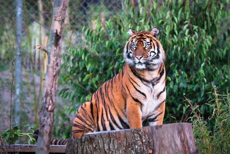 Tygrys sumatrzański - Adobe Stock -