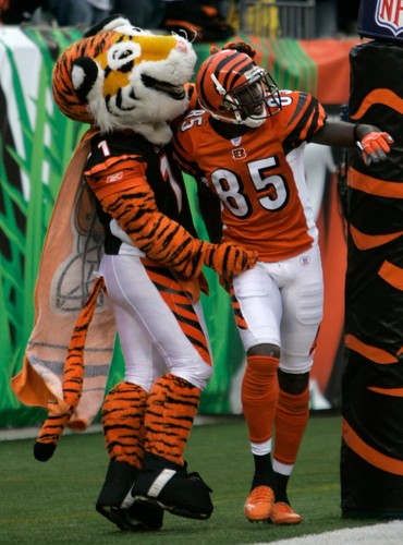 Maskotka Cincinnati Bengals gratuluje Chad'owi Johnsonowi