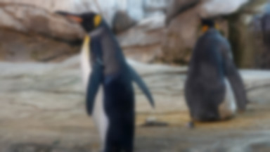 Homoseksualne pingwiny przyjęły porzucone jajo w berlińskim zoo