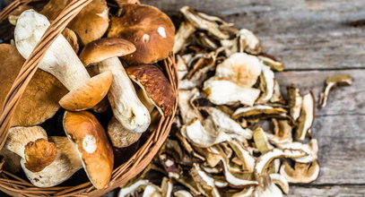 Czy umiesz odróżnić fakty od mitów na temat grzybów? QUIZ nie tylko dla grzybiarzy