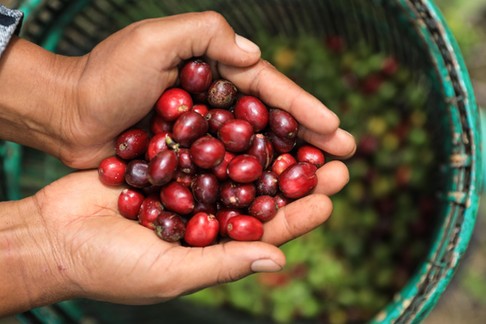 Indonesia, Farmer Holding Freshly Organic Coffee Beans, Red Coffee Cherries, Raw Berries Coffee Beans