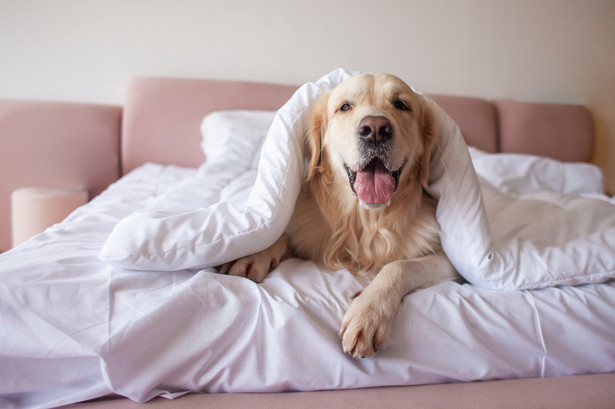 Czy spanie w jednym łóżku z psem jest dobrym pomysłem?