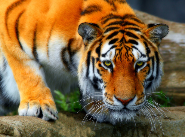 Tragedia w zoo. Tygrys zabił swoją opiekunkę