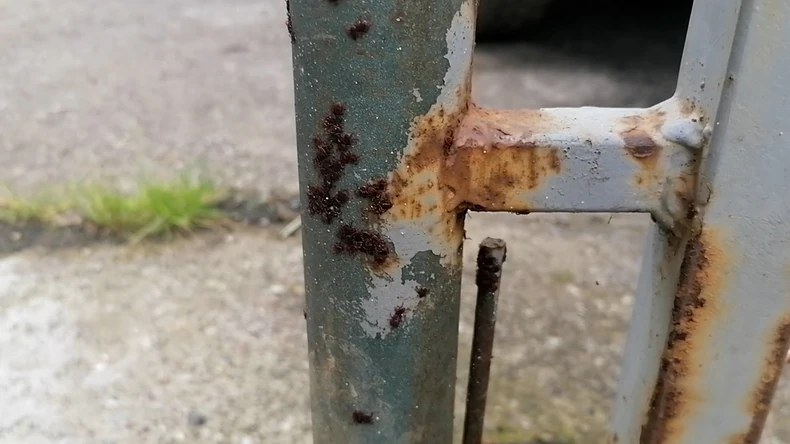 Pok_najezda_krpelja_vesti_blic_safe_jd_vp jpeg.jpg