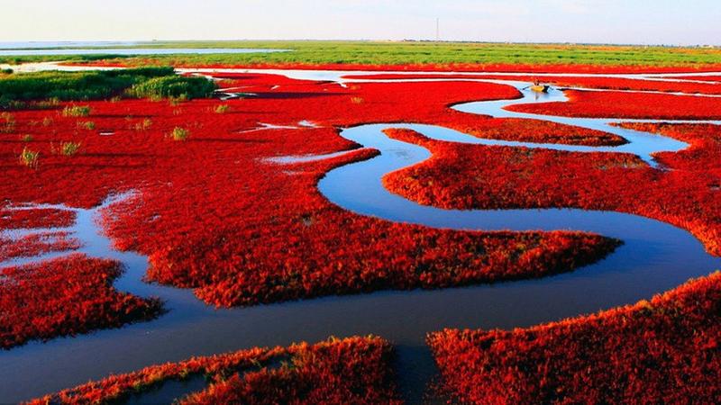 الشاطىء الأحمر في الصين - صور 1iWktkqTURBXy9kNTQyYzc0OGRjOWE5OGMxY2Q3NDZlMDRlYTlhNGM5NC5qcGVnkpUDAU7NA-fNAjGTBc0DIM0Bwg
