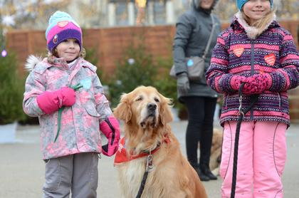 Psy z Golden Retriever WOŚP w Poznaniu podczas 31. Finału WOŚP fot. Codzienny Poznań