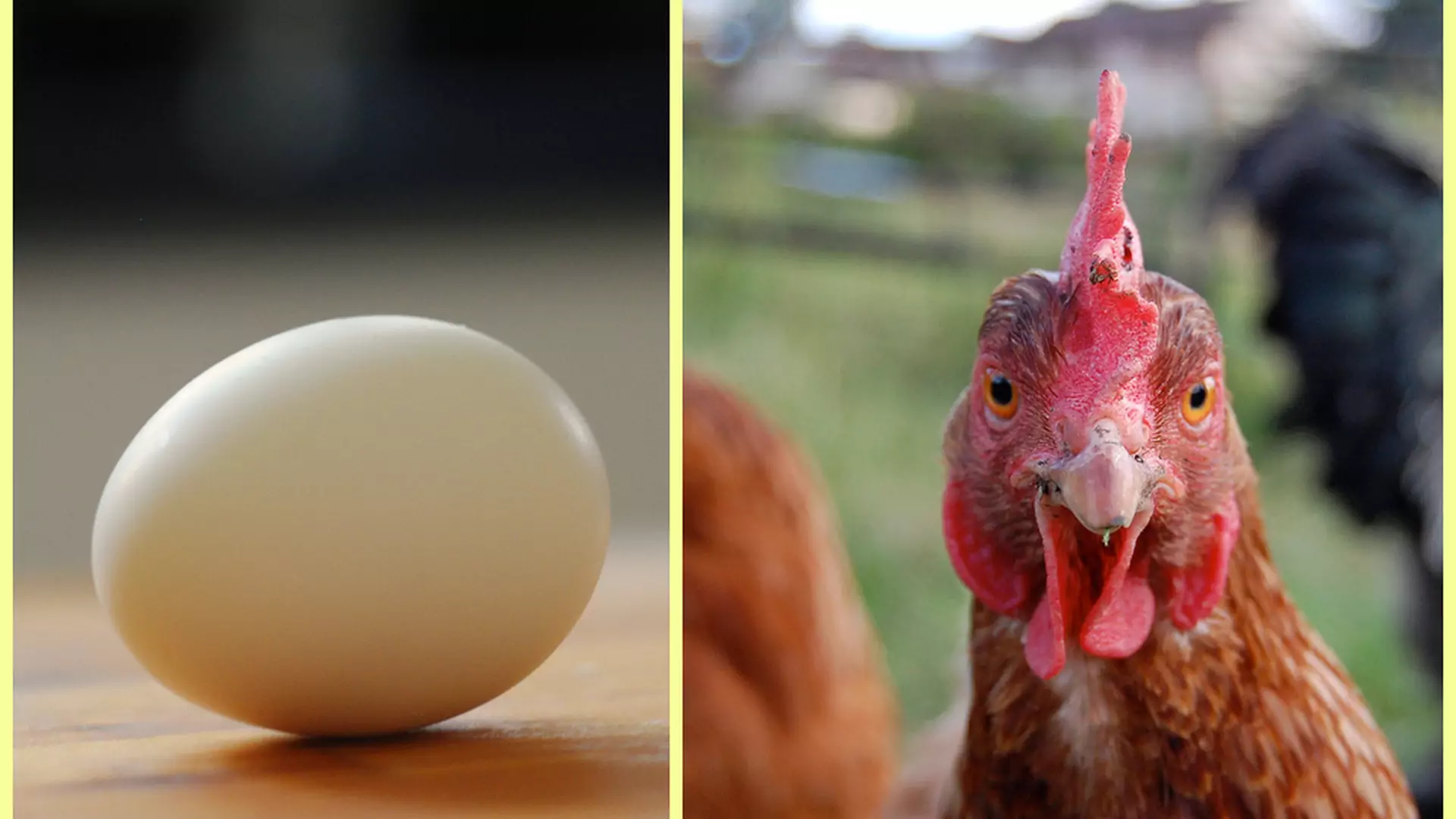 Co było pierwsze: kura czy jajko? Poznaj odpowiedź na to nurtujące pytanie