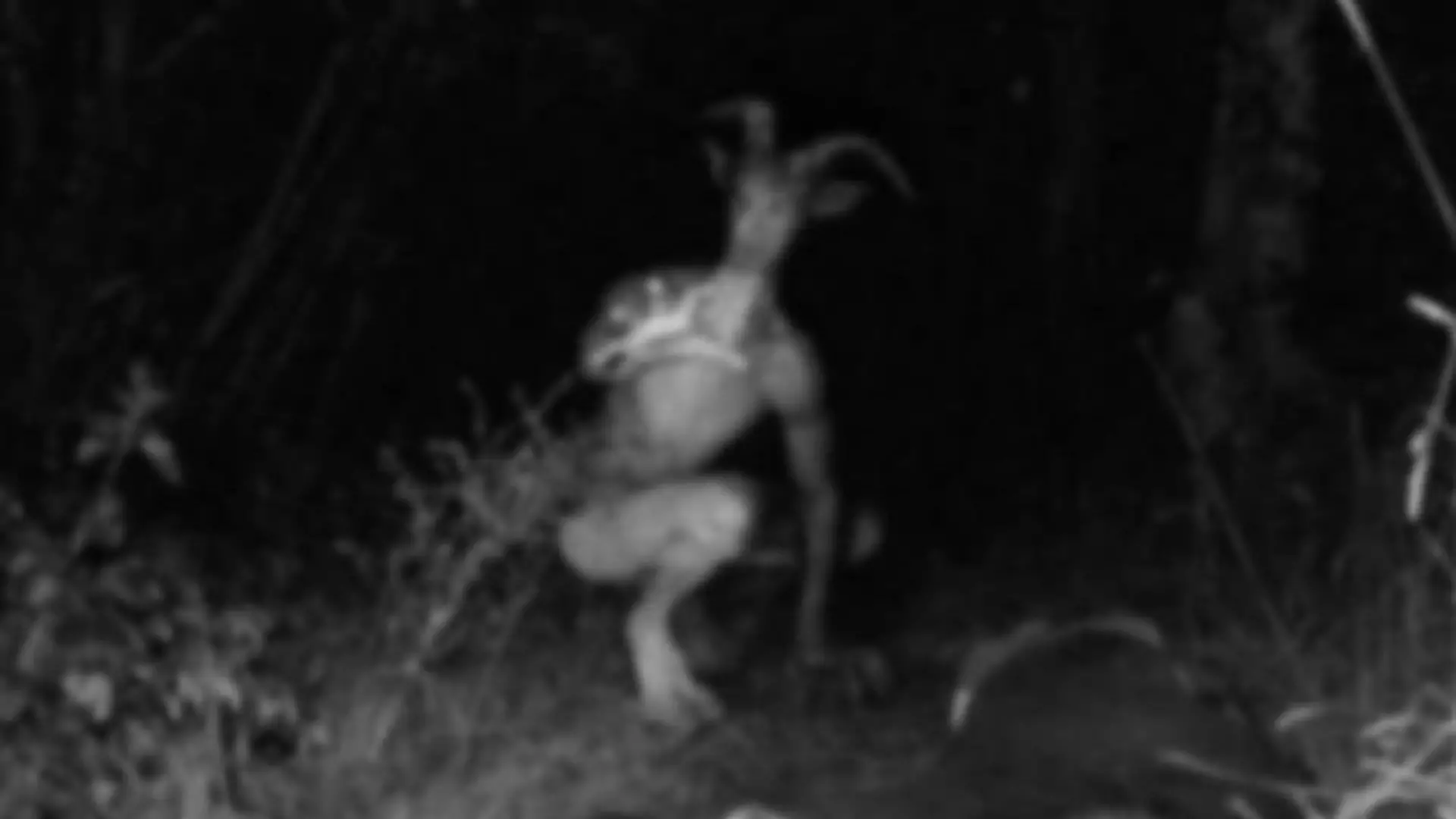 Goatman grasuje w amerykańskich lasach? Internauci publikują zdjęcia tajemniczego stwora