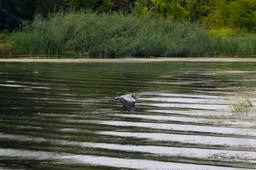 Co zatruło Odrę? Ichtiolog nie wyklucza, że uwolniły się stare toksyny