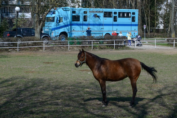 Przygotowania do wywózki koni
