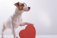 Does your dog truly love you? Science has the answer