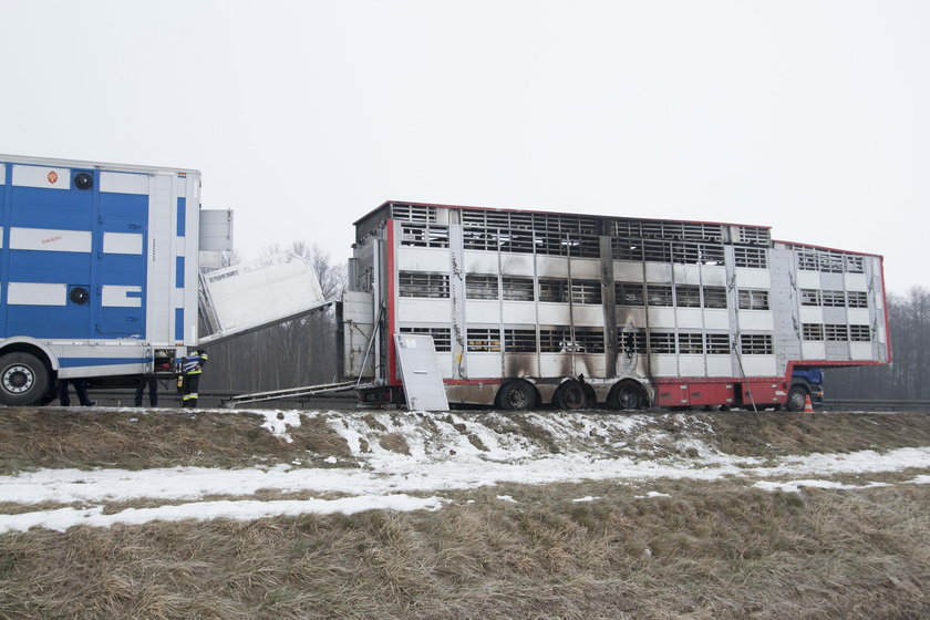 Gliwice. Pożar ciężarówki wiozącej byki