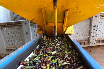 Jak powstaje tradycyjna włoska oliwa z oliwek