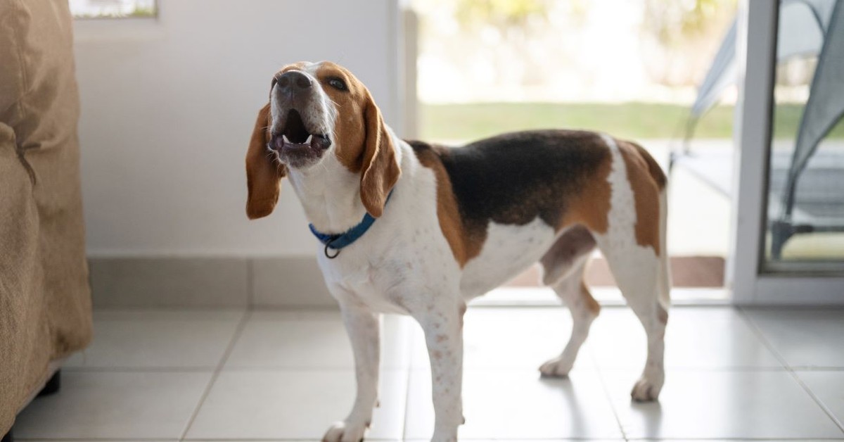 Odpowiedzialność za szkody wyrządzone przez zwierzęta – zmiany i przykłady