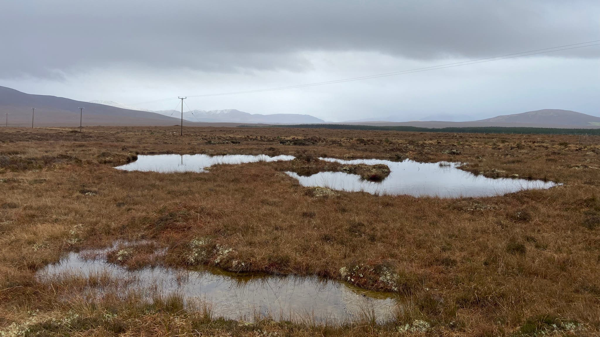 Warmer summers boost European peatland growth rates