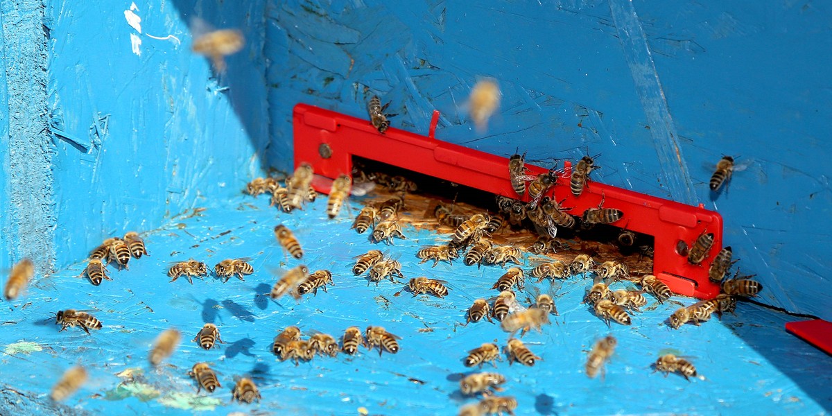 Atak pszczół w Pucku. Mężczyzna w szpitalu