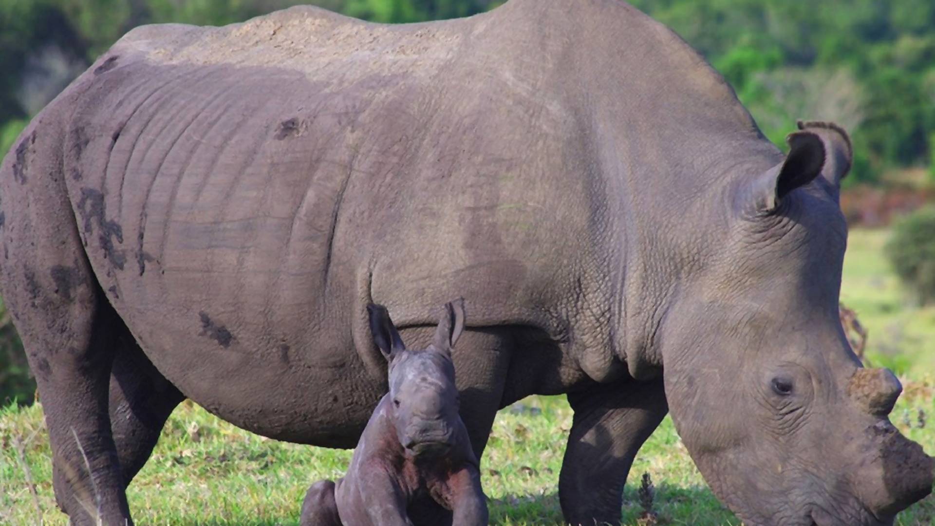 Mláďa nosorožca tuponosého osirelo. Jeho matku zavraždili pytliaci pre centimeter rohu