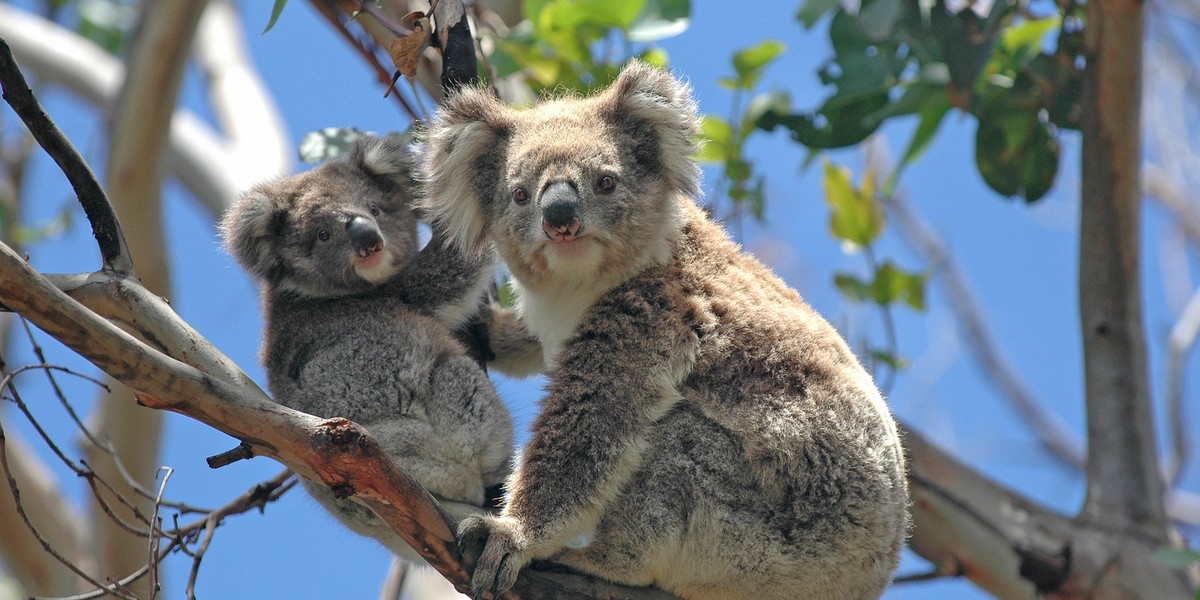 Australia zachwyca naturą