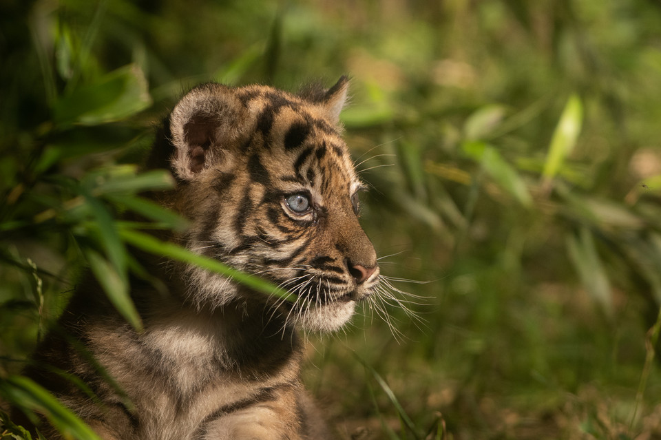Młody tygrys sumatrzański