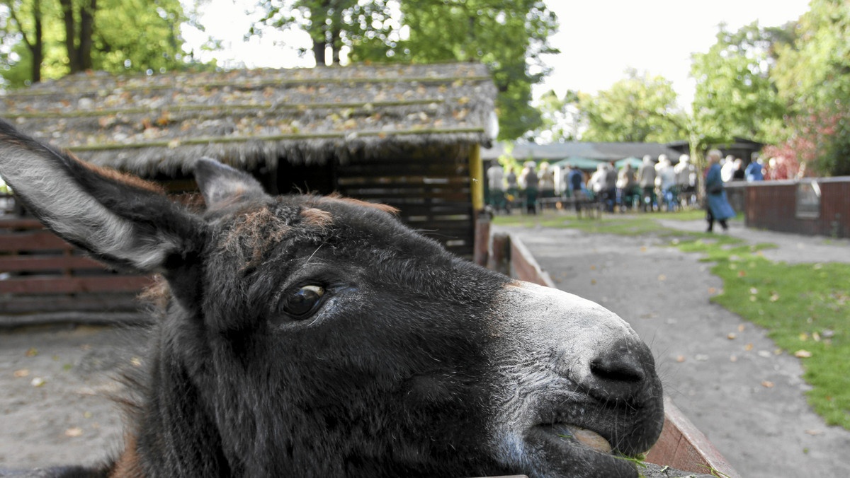 Rozdzielone w środę osły z poznańskiego zoo są znowu razem. Jak informuje portal Gazeta.pl, władze ogrodu zoologicznego przyznały, że ich decyzja była pochopna.