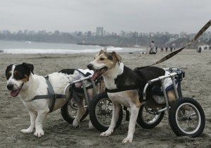 664630_20150909reutersmariana-bazolimadi008398729preview