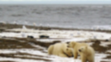 Zaskakujące wyniki badań ws. topnienia Arktyki