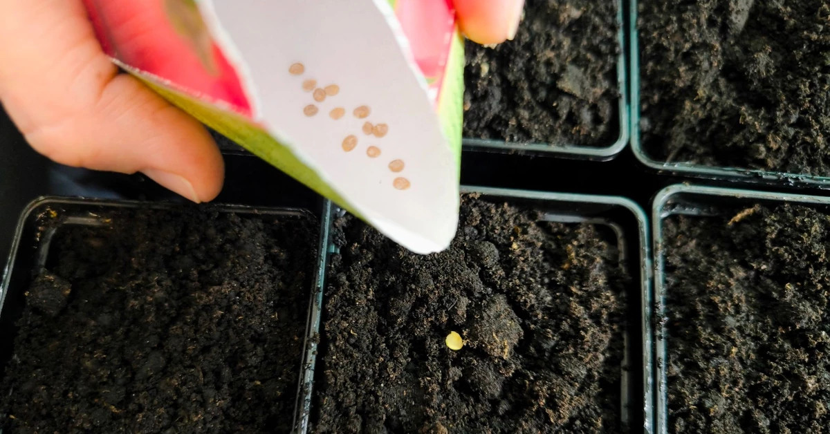 Wysiej pod koniec stycznia w domu, żeby mieć piękne sadzonki w połowie maja