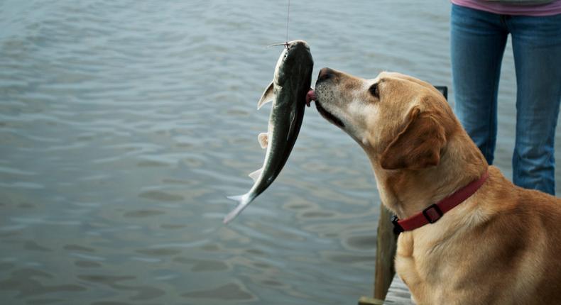 Eating fish can make your dogs breath smell.Brooklyn Bain/EyeEm/Getty Images