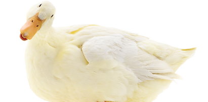 Uniwersytet w Pradze promuje polonistykę adoptując... kaczki. Dlaczego?