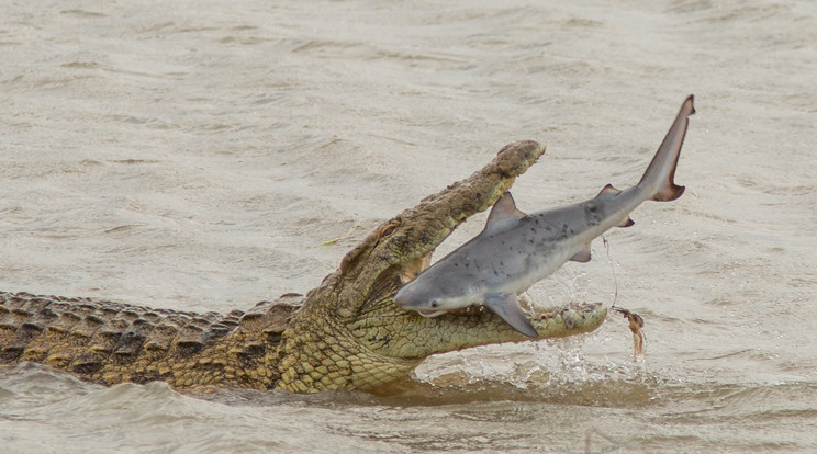 Krokodil cápát eszik / Fotó: Northfoto