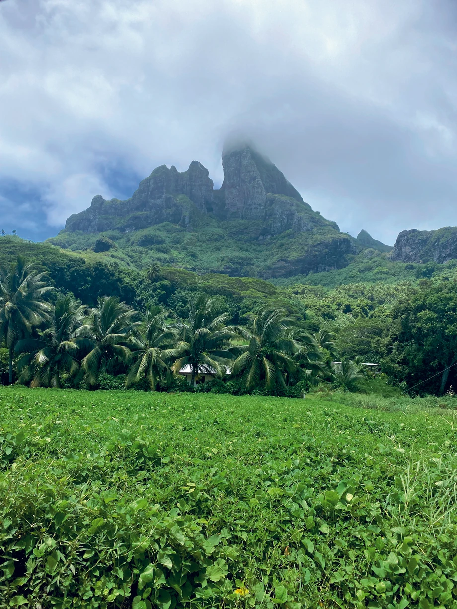 Wyspy Raiatea i Thaiti. Soczysta zieleń egzotycznej przyrody nigdy się nie nudzi.