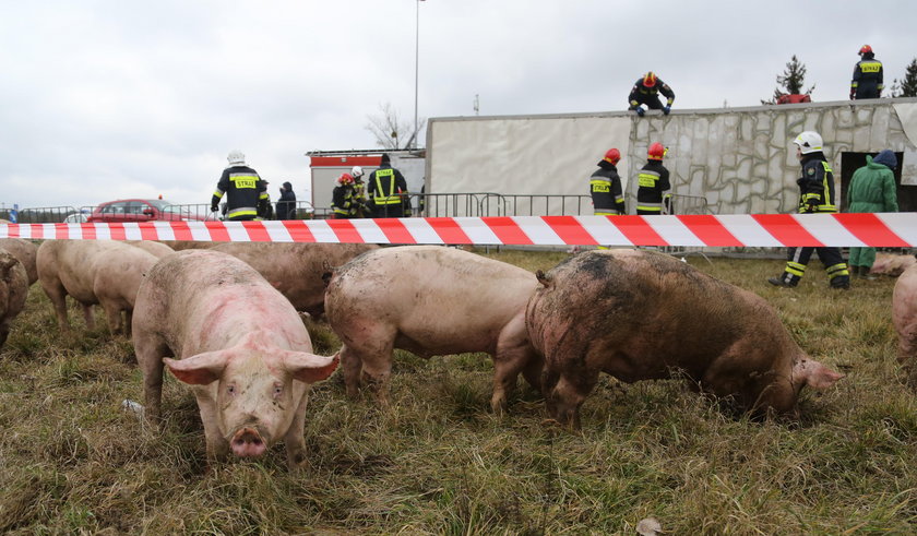 Wypadek. Przewrócił się tir ze świniami