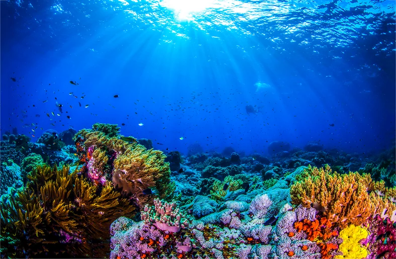 Oceany i morza pochłaniają aż 25 proc. emitowanego dwutlenku węgla