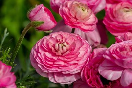 Ranunkulus, poznat i kao baštenska ruža, oduševljava raskošnim cvetovima