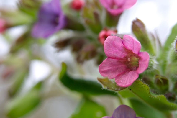 Plućnjak: Otklanja kašalj i bol u grlu, bori se protiv hroničnog bronhitisa