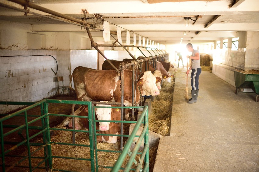 Najbolji u govedarstvu