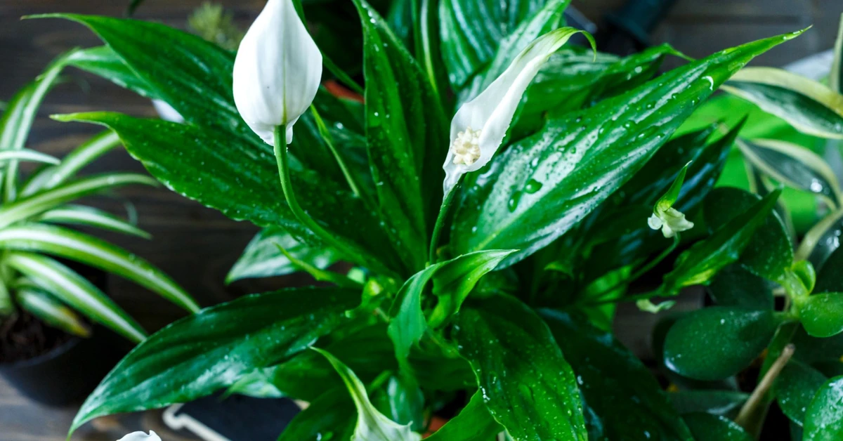 Wlewam 1 szklankę tego, a żółknący skrzydłokwiat momentalnie odzyskuje piękny zielony kolor i rośnie szybciej niż kiedykolwiek. W kilka dni wygląda jak z kwiaciarni