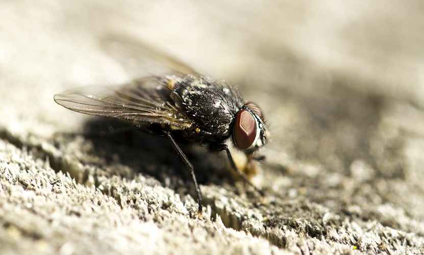 Mucha jednak siada - i to na jedzeniu