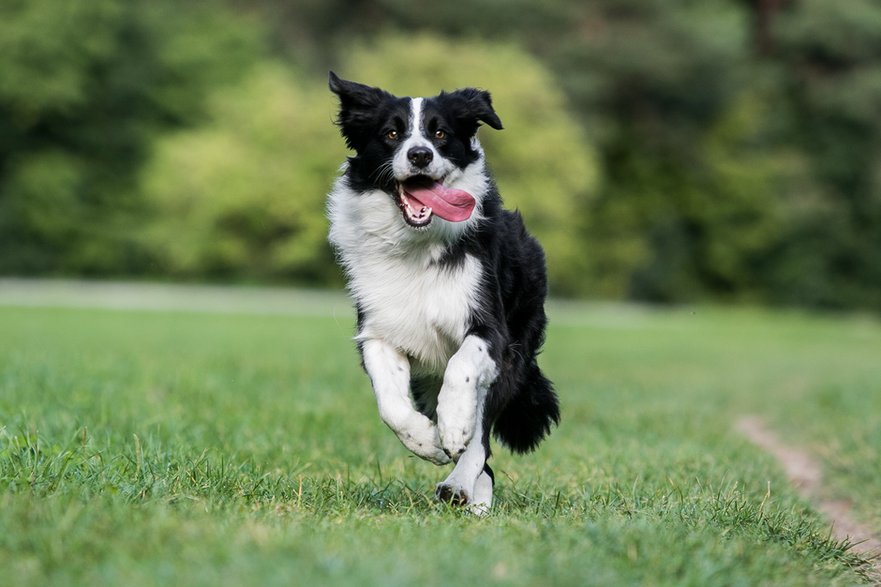 Border collie